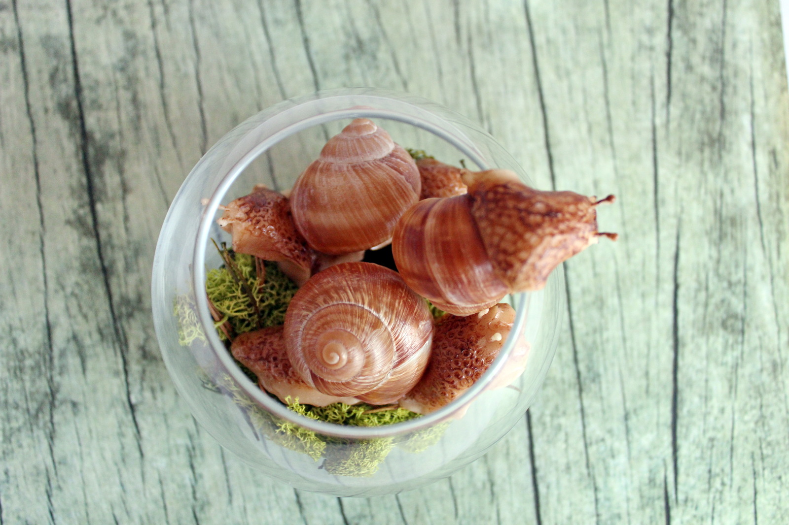 Terrarium Escape - My, Snail, Лепка, Cold porcelain