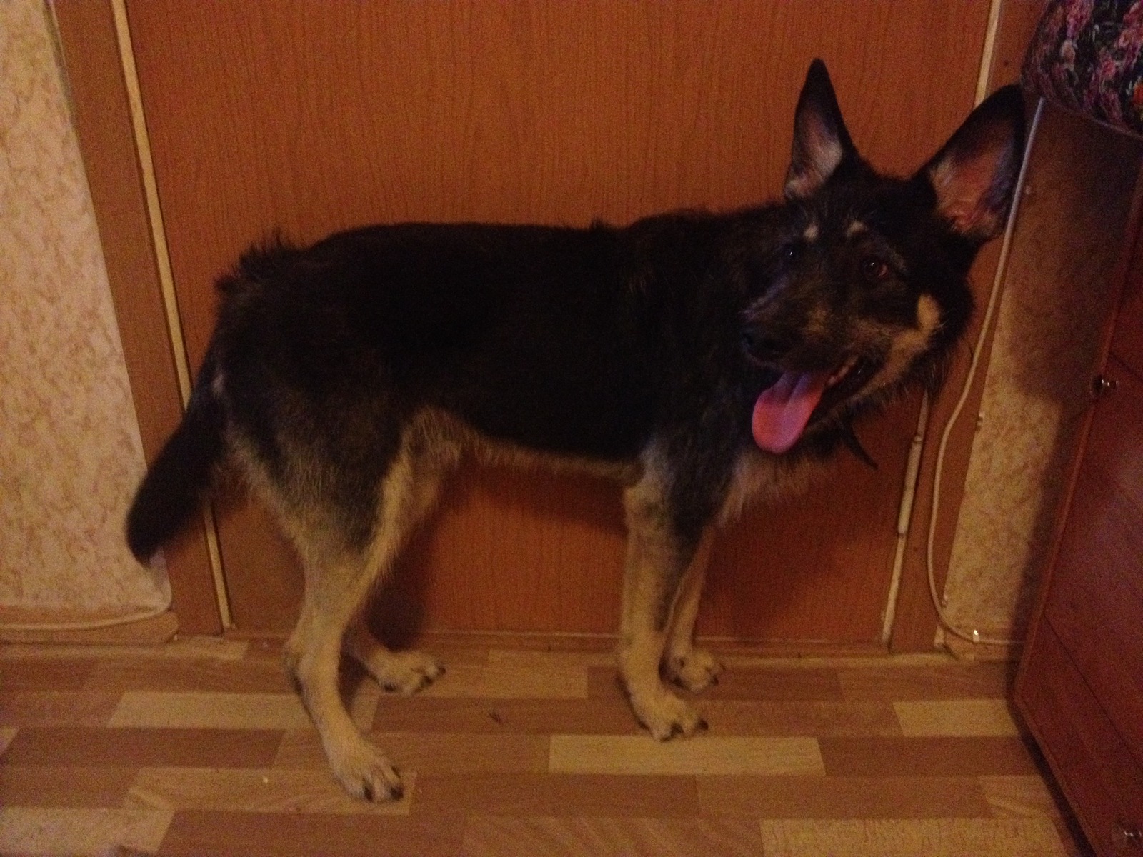 (Owner found) Dog found - My, The dog is missing, Found a dog, Moscow, SEAD, Nekrasovka, Dog