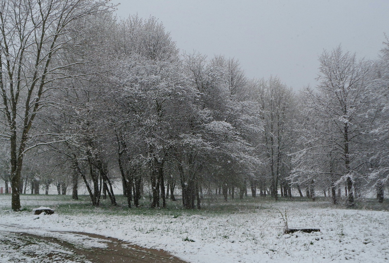 Just spring, just May... - My, Orsha, Republic of Belarus, May, 2017, Weather, Urbanphoto, Snow, Nature, Longpost