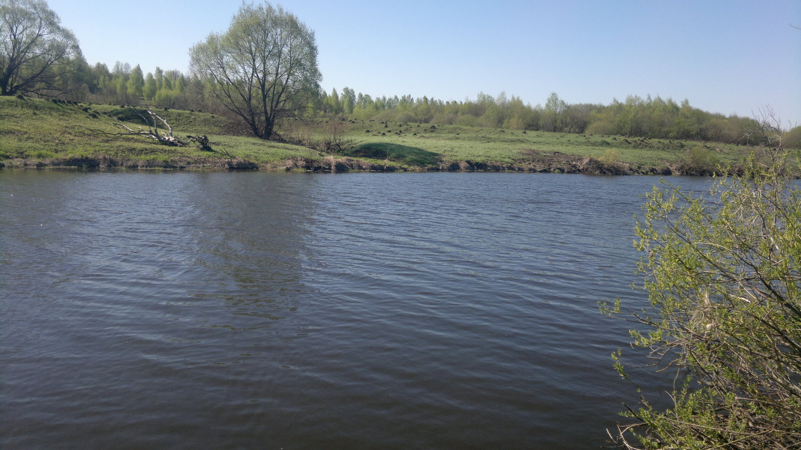 May feeder in tandem on the Upa River - My, Fishing, Feeder, Gustera, Carp, Longpost, Video