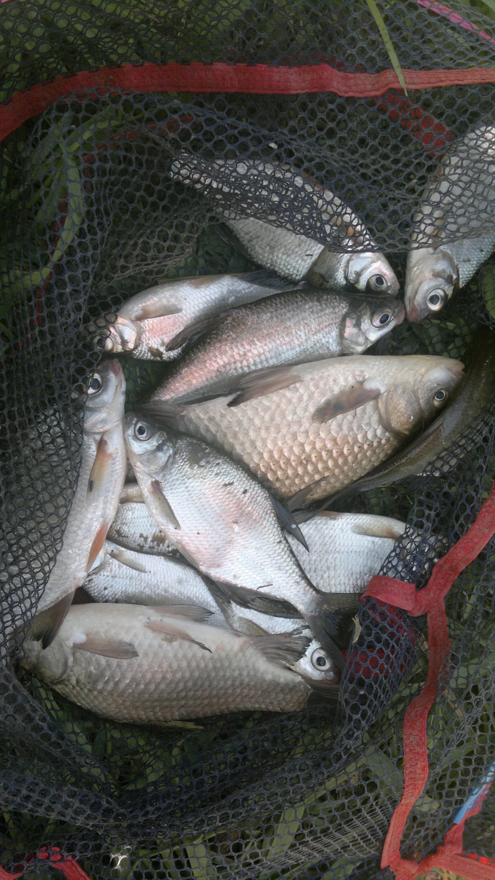 May feeder in tandem on the Upa River - My, Fishing, Feeder, Gustera, Carp, Longpost, Video