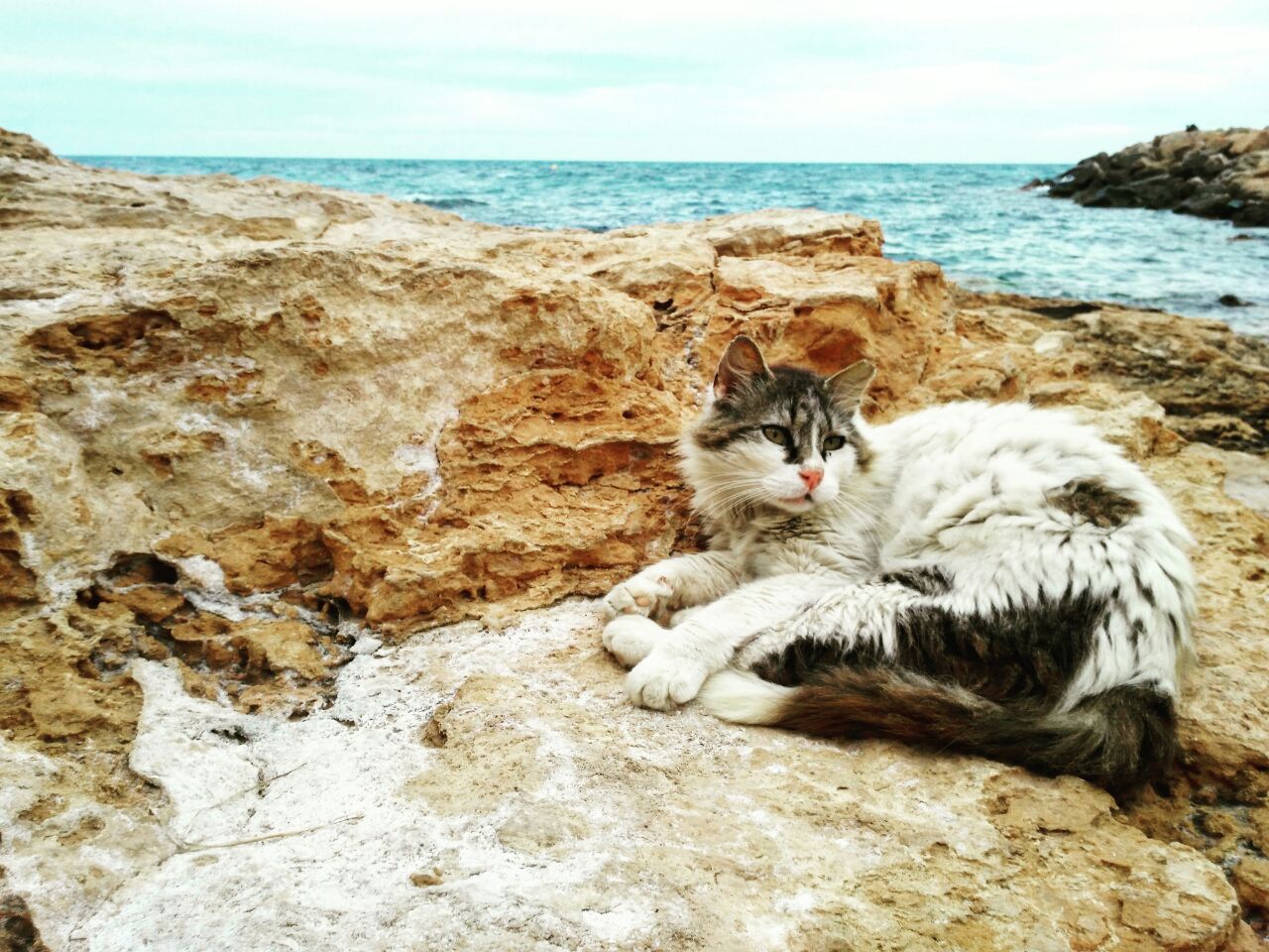 Salt cat. Котик на море. Геленджикский котик море. Кошка на море фото. Котик на море смешные картинки.