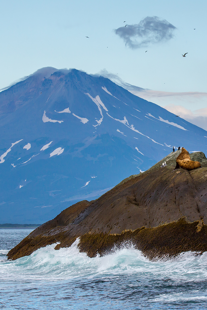 Inhabitants of Kamchatka against the backdrop of majestic volcanoes. - My, Kamchatka, Volcano, Animals, Birds, Nature, Travels, Russia, Longpost, Koryaksky Volcano, , Avachinsky volcano, Vilyuchinsky volcano, Ilyinsky Volcano