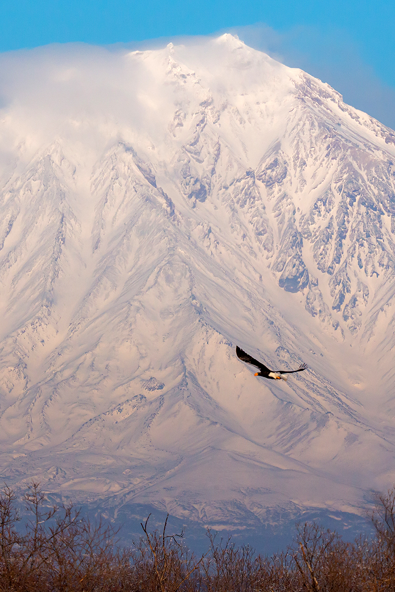 Inhabitants of Kamchatka against the backdrop of majestic volcanoes. - My, Kamchatka, Volcano, Animals, Birds, Nature, Travels, Russia, Longpost, Koryaksky Volcano, , Avachinsky volcano, Vilyuchinsky volcano, Ilyinsky Volcano