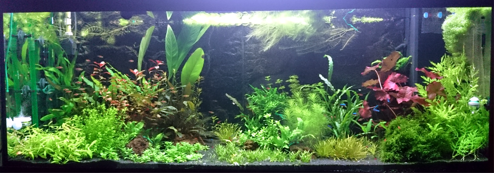 Launch of herbalist 400l, photo: 1) immediately after launch, 2) 2 months, 3) half a year - My, Aquarium, Aquarium, Aquarium fish, Aquarium plants