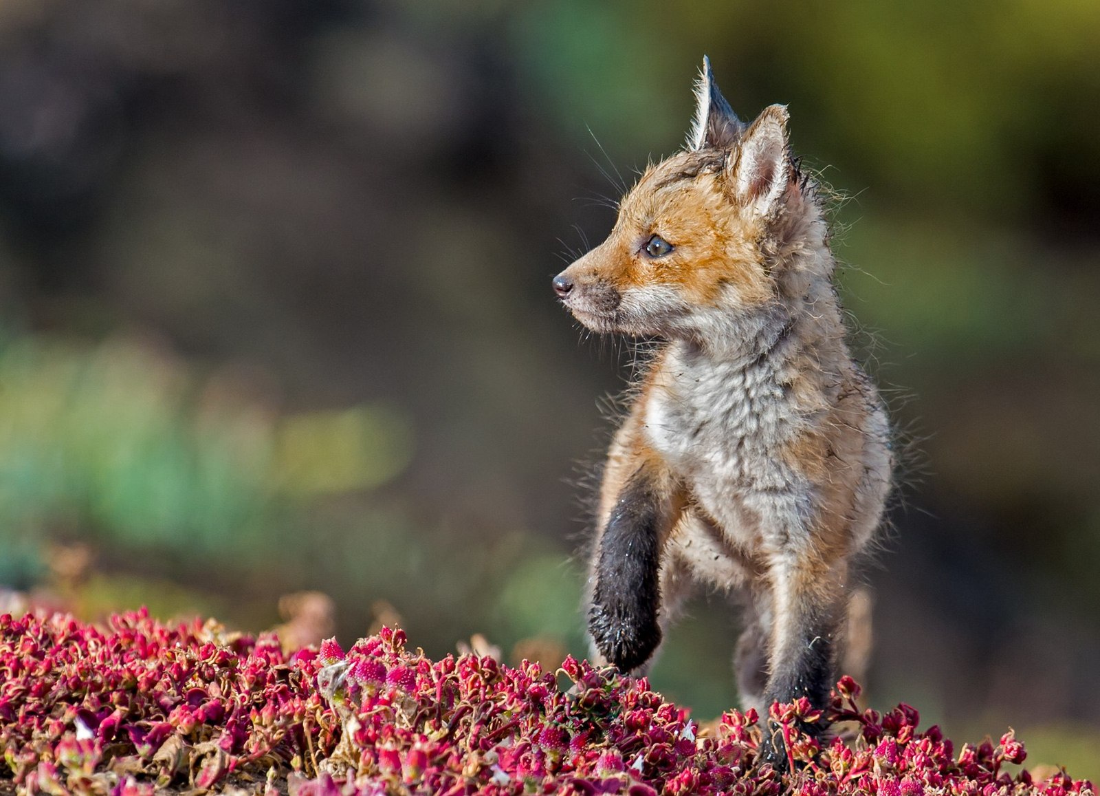 When you are small and the world is so big ^^ - Fox, Fyr, Milota, Little, Animals, 