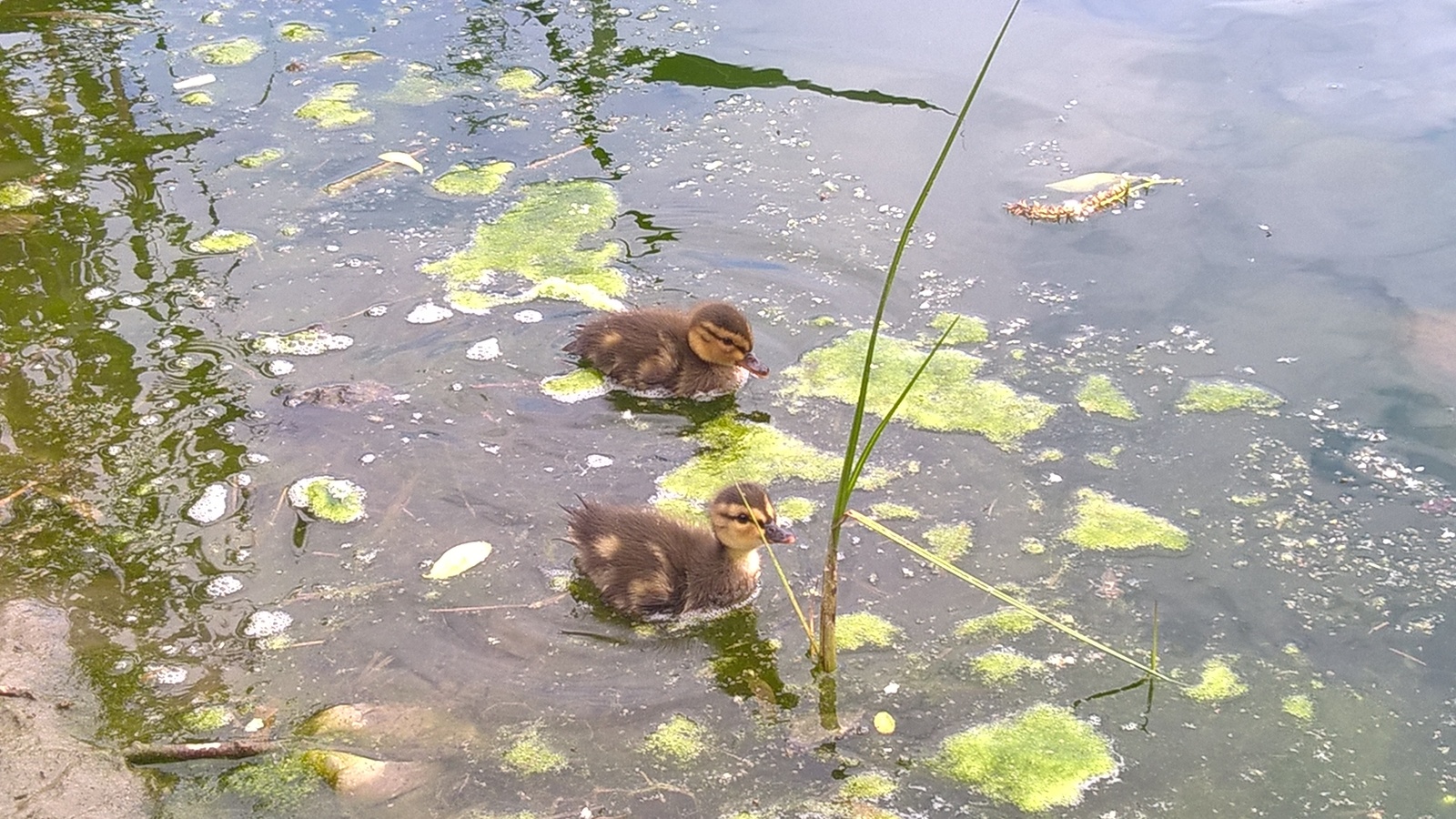 Ducklings - My, The photo, , River, Lumia 640