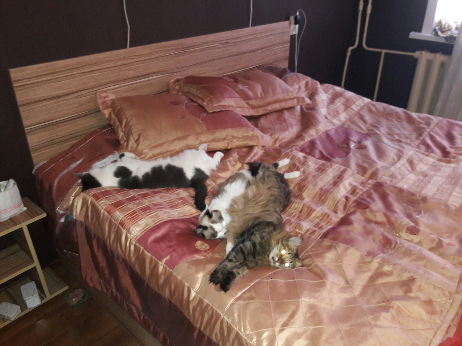 Cats in bed! - My, cat, , , Catomafia, Bonehead