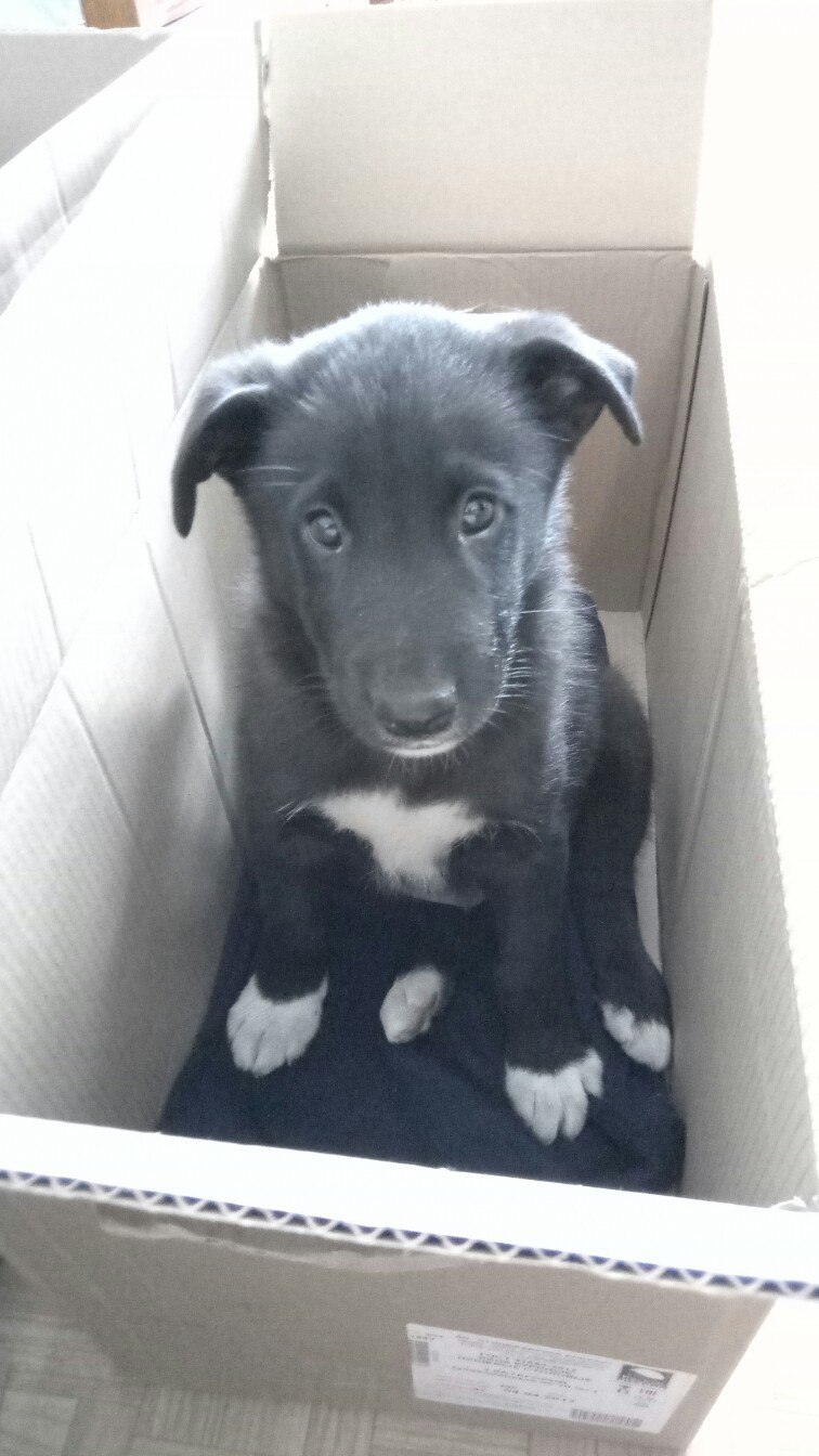 Help adopt a puppy! St. Petersburg - My, Puppies, Lost, , Dog, Found a dog, Longpost, Saint Petersburg, Help