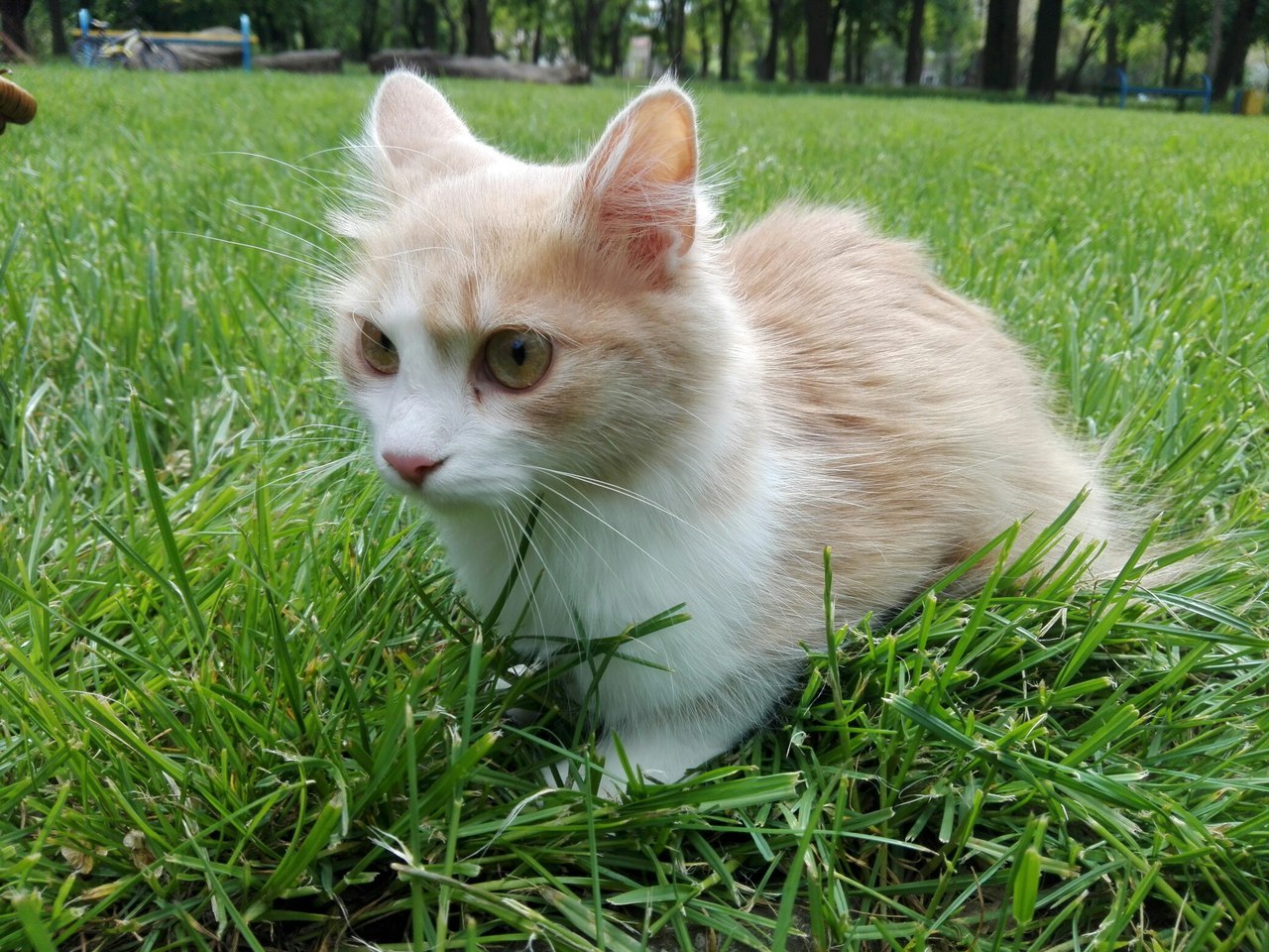 The cat is shocked by the warm May breeze - My, cat, Milota, Funny cats, May