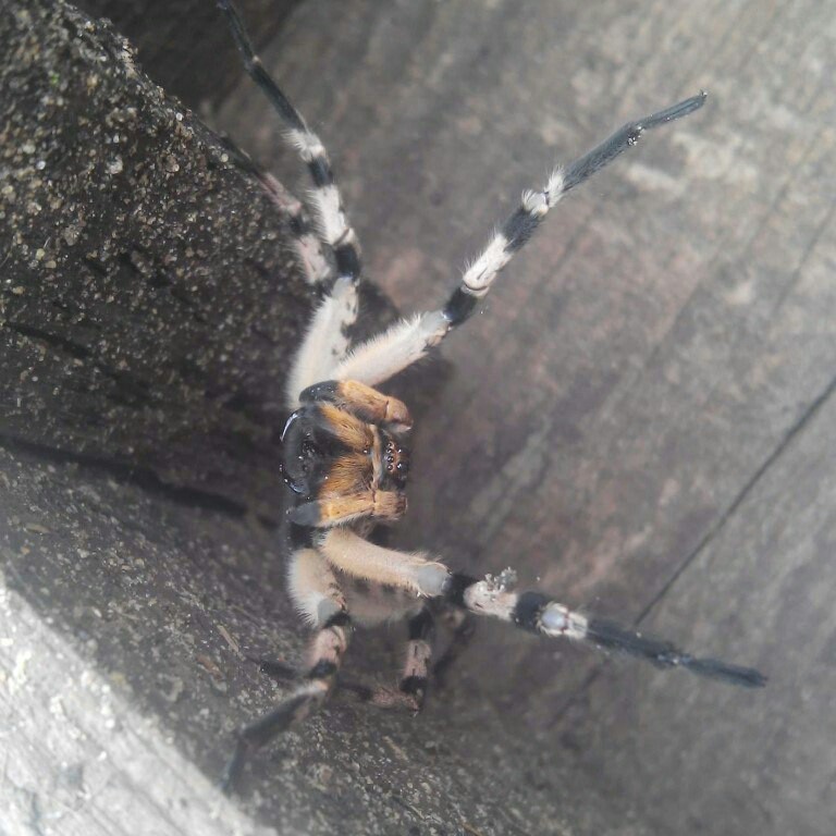 Is there anyone who knows about spiders? - My, Spider, Question, Longpost