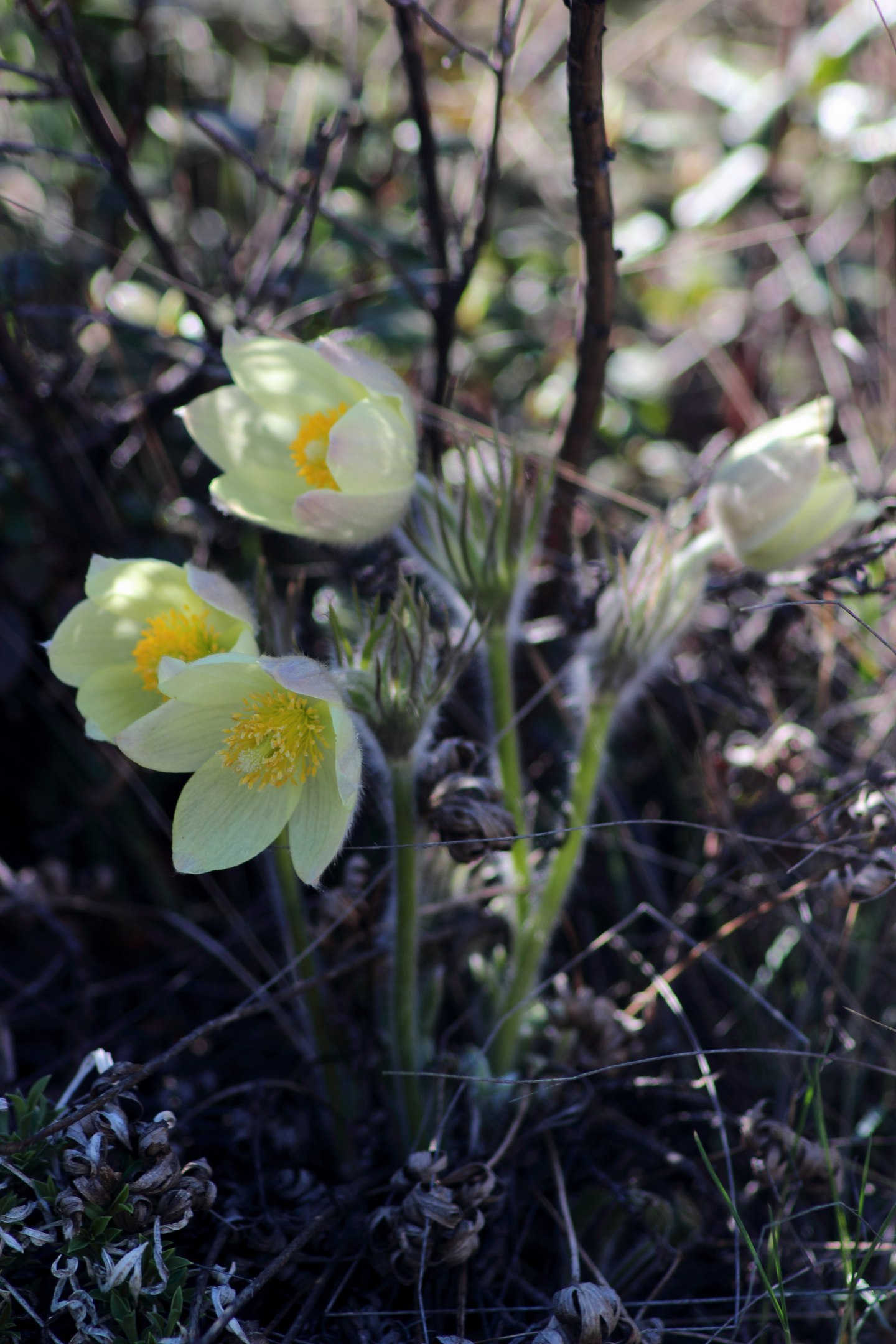 Spring in Siberia 2 - My, Nature, The photo, Tyva Republic, Longpost