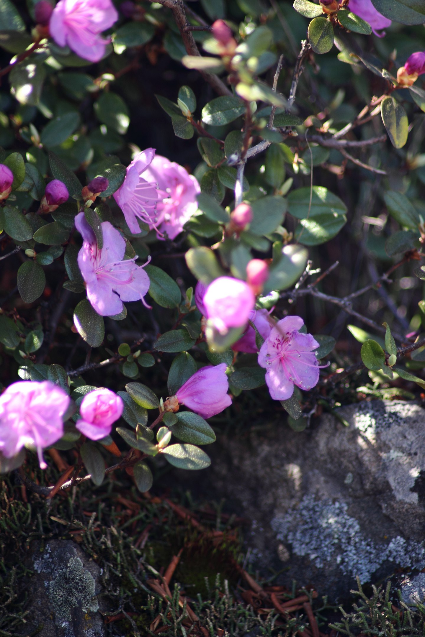 Spring in Siberia 2 - My, Nature, The photo, Tyva Republic, Longpost