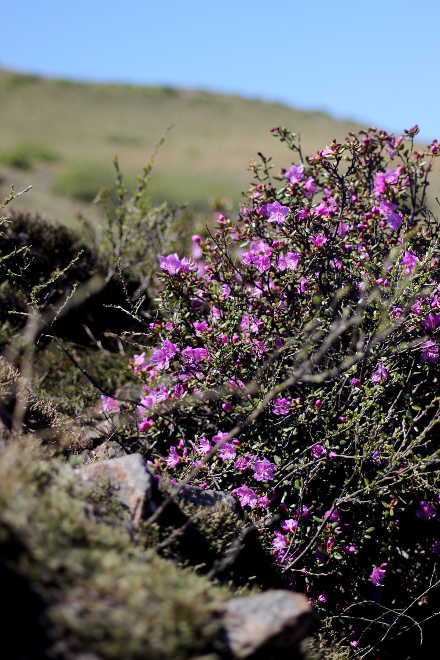 Spring in Siberia 2 - My, Nature, The photo, Tyva Republic, Longpost