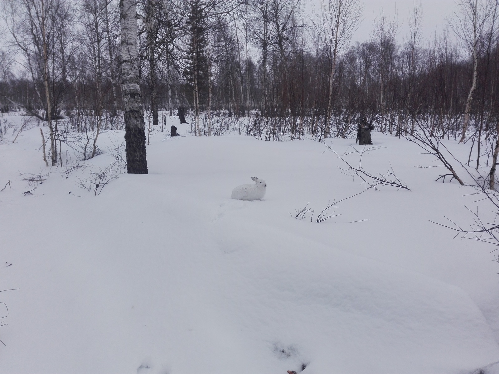 YaNAO, I work in geophysics. I managed to take a close-up picture of the big-eared - My, Hare, wildlife