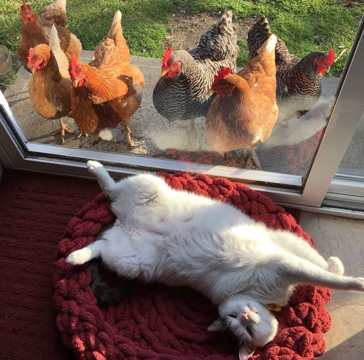 And let the whole world wait - cat, The photo, Hen