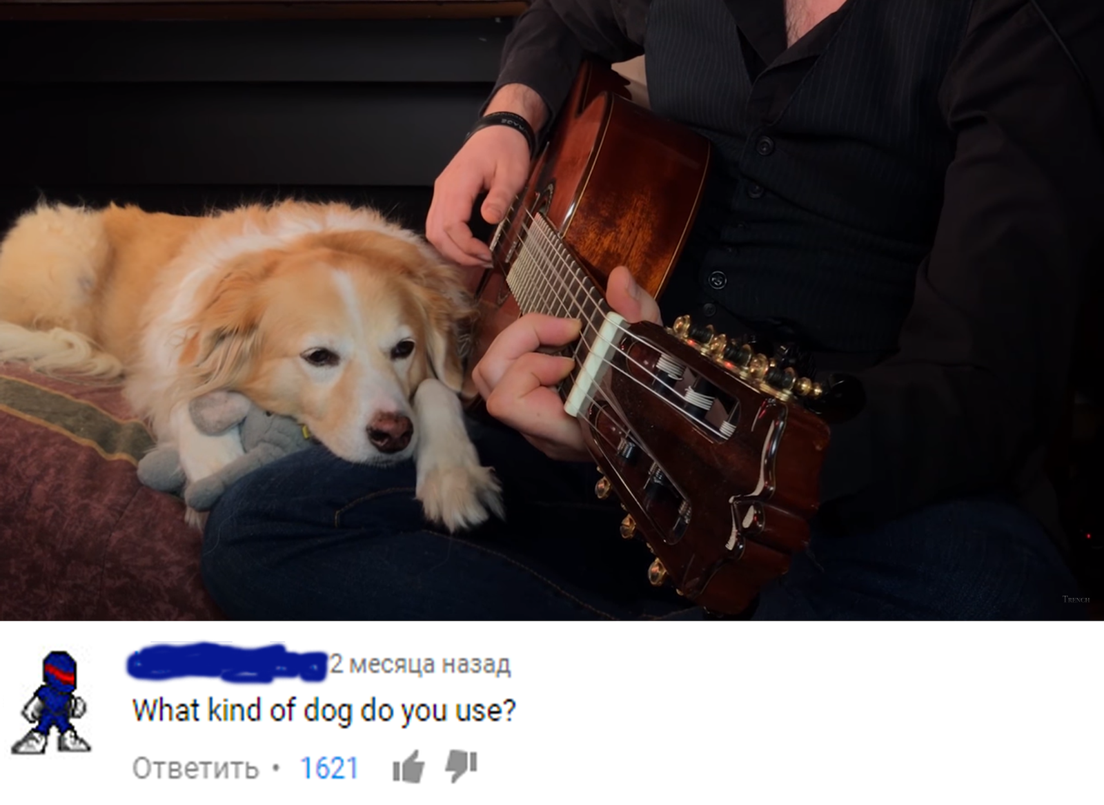 Comment to the cover on youtube - Youtube, Comments, Guitar, Dog, 