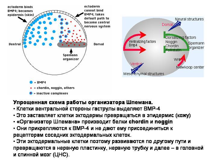 Evolutionary Legacy #3 - The science, Biology, Evolution, Evolution theory, Ontogenesis, A fish, , Longpost