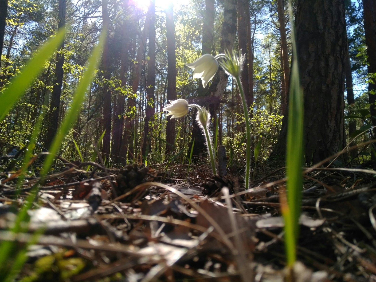 Spring came! - My, Flowers, Forest, Chelyabinsk