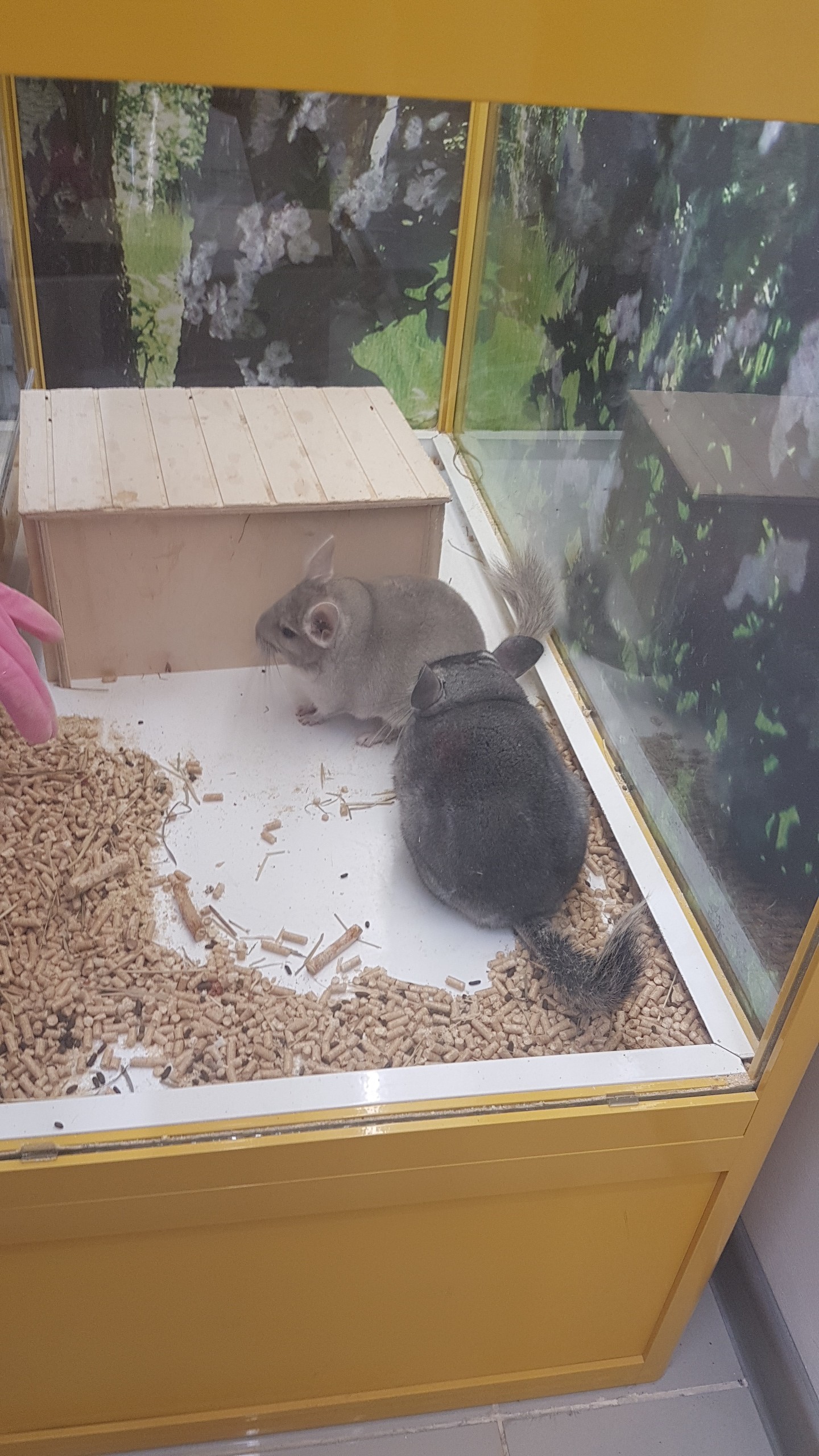 Freedom for Chinchillas! Or who they are there. I wonder if they run after them with the whole store chasing :) - Eagle, Motion, Chinchilla, Liberty, Pet Shop