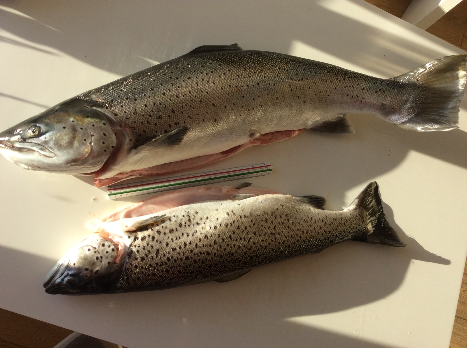 I love trout! - My, Fishing, Trout, Norway, Longpost