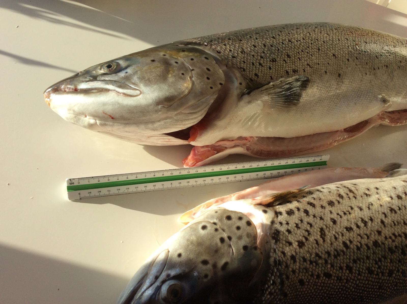 I love trout! - My, Fishing, Trout, Norway, Longpost