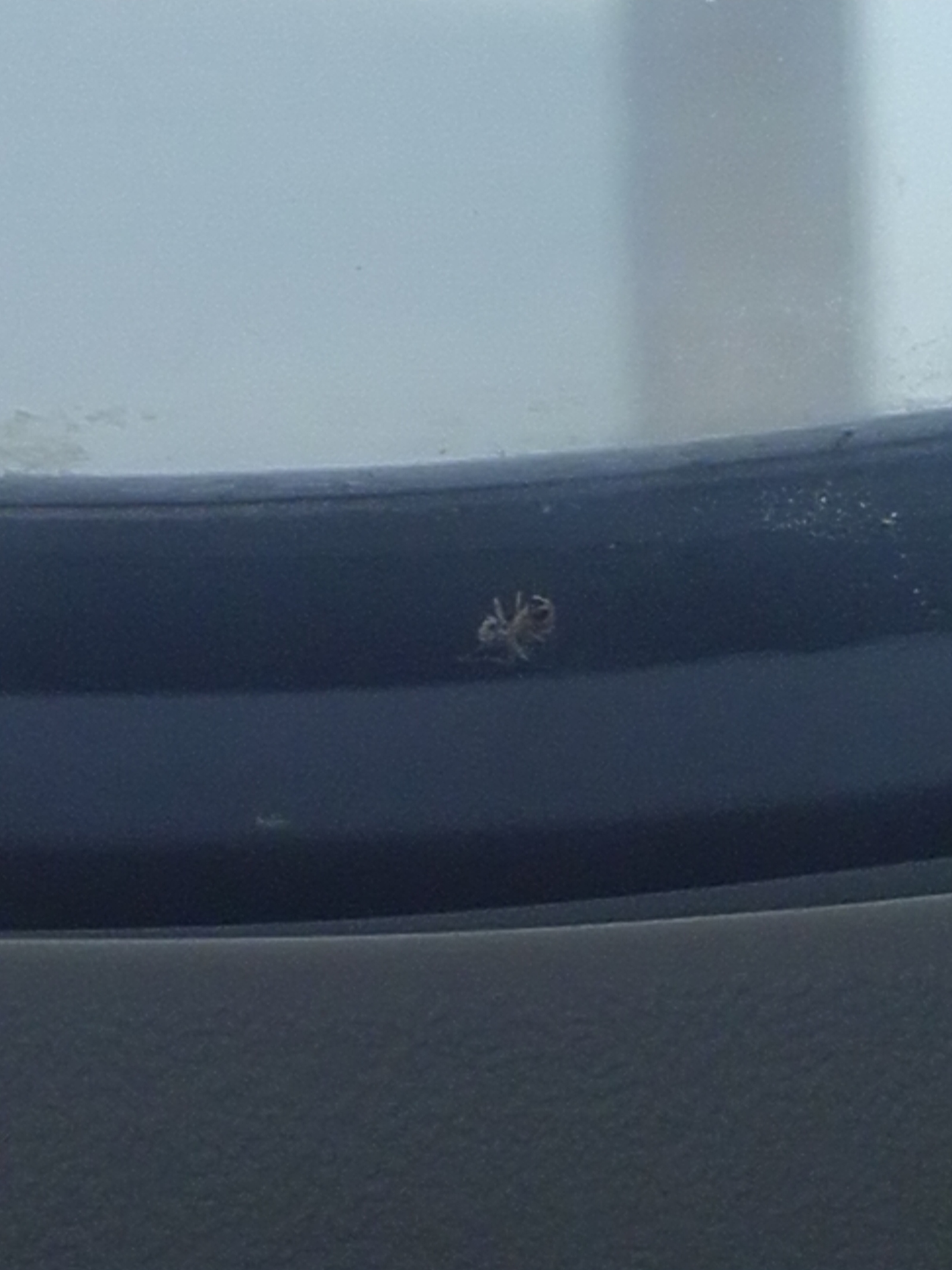 In the porthole - My, Spider, Airplane