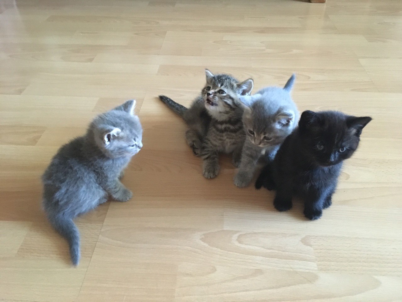 Kittens are looking for a home and caring owners. G. Tula - My, cat, Cats and kittens, Animals, Tula, I'll give it to good hands, Help