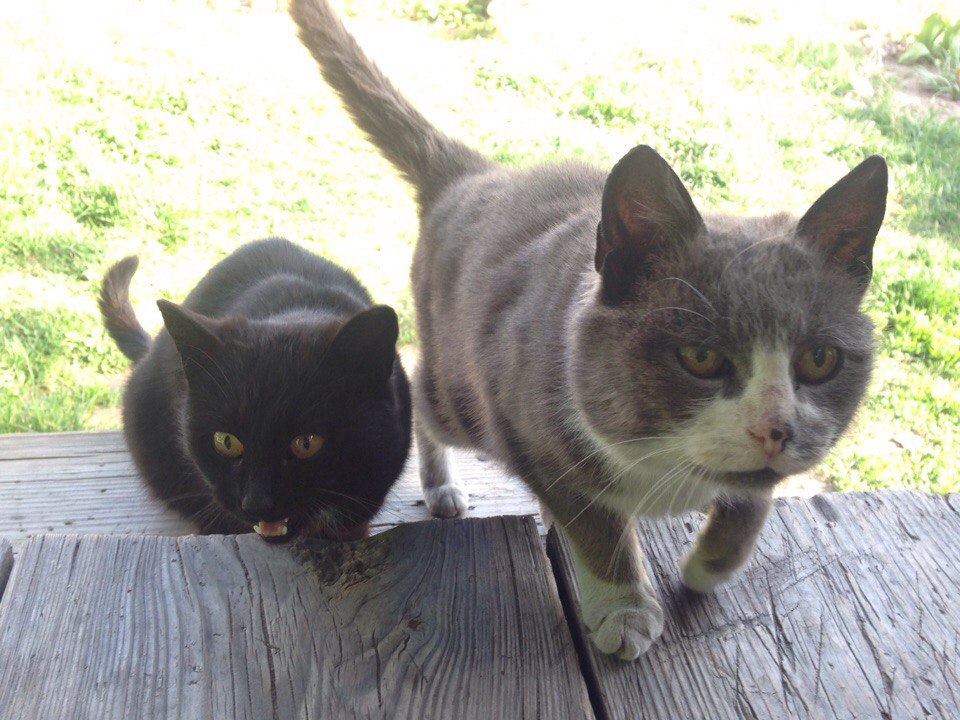 Just like a hip-hop album cover - My, cat, The photo, Hip-hop, Cover, Hip-hop