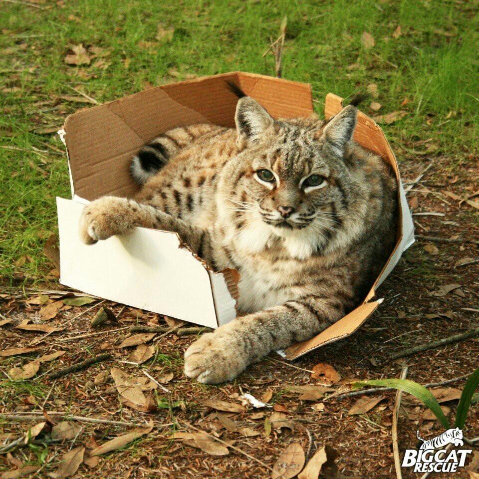 Большие котики тоже любят коробки! - Большие кошки, Коробка и кот, Милота, Факты, Длиннопост