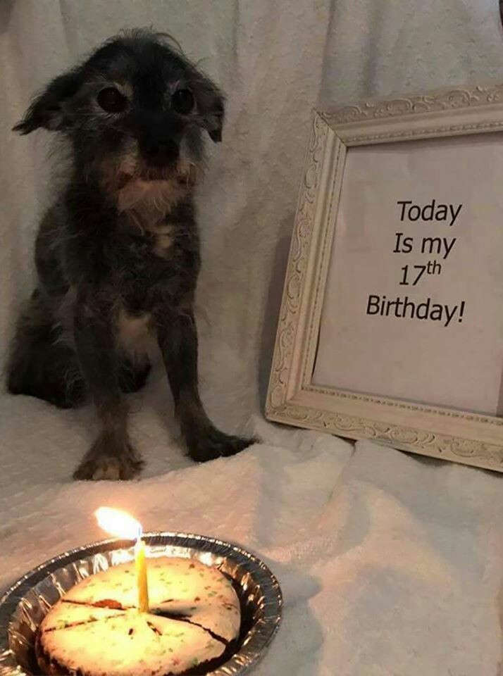 When a birthday is no longer a holiday - Birthday, , Dog