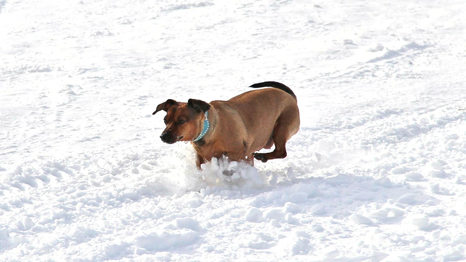 We haven't melted yet! - My, Dog, Pet, Yamal, Spring, Pets