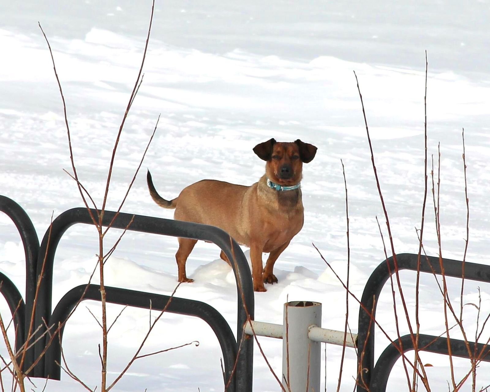 We haven't melted yet! - My, Dog, Pet, Yamal, Spring, Pets