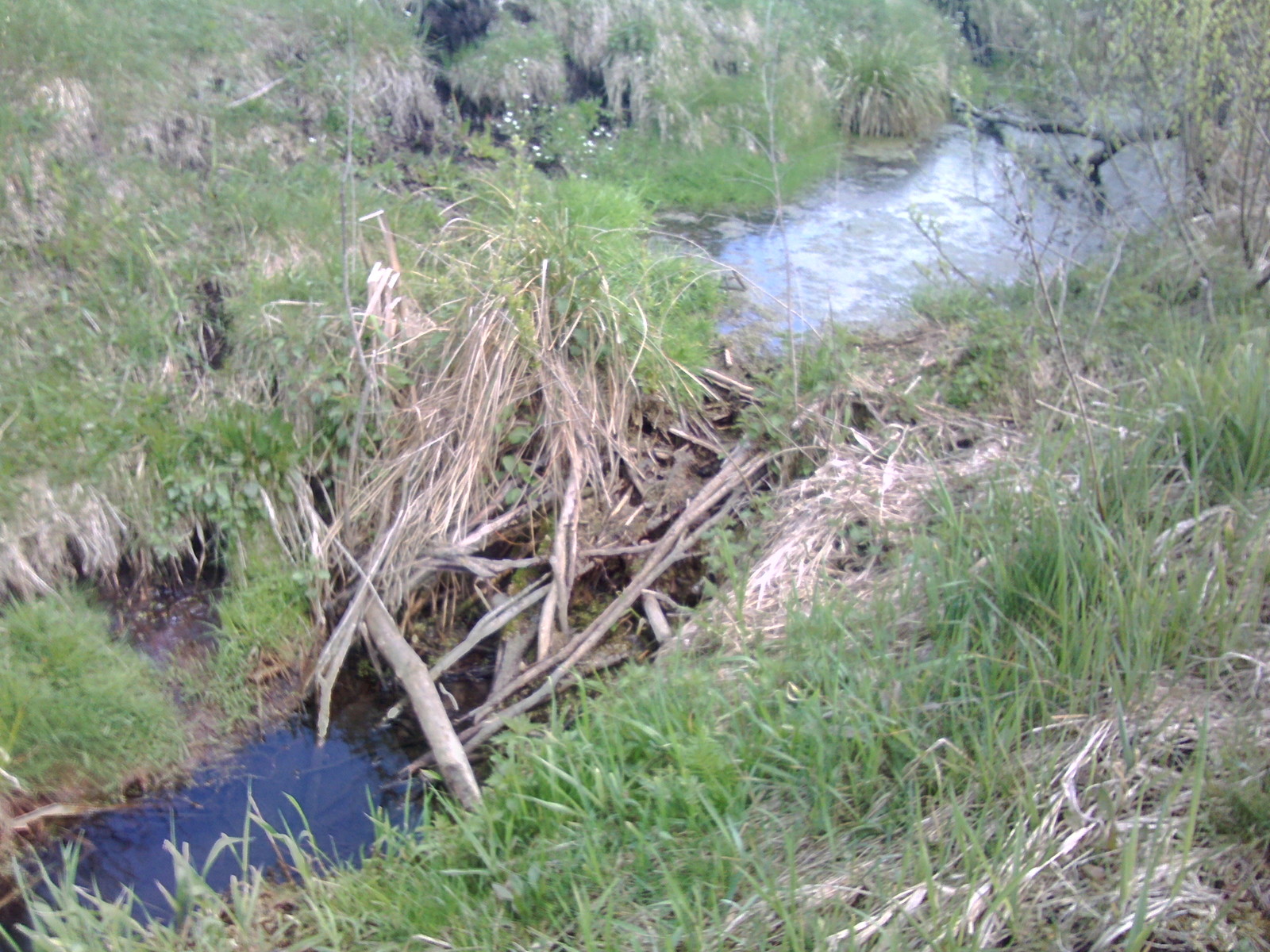 A few beaver dams. - My, Beavers, Nature, The photo, Longpost, Republic of Belarus