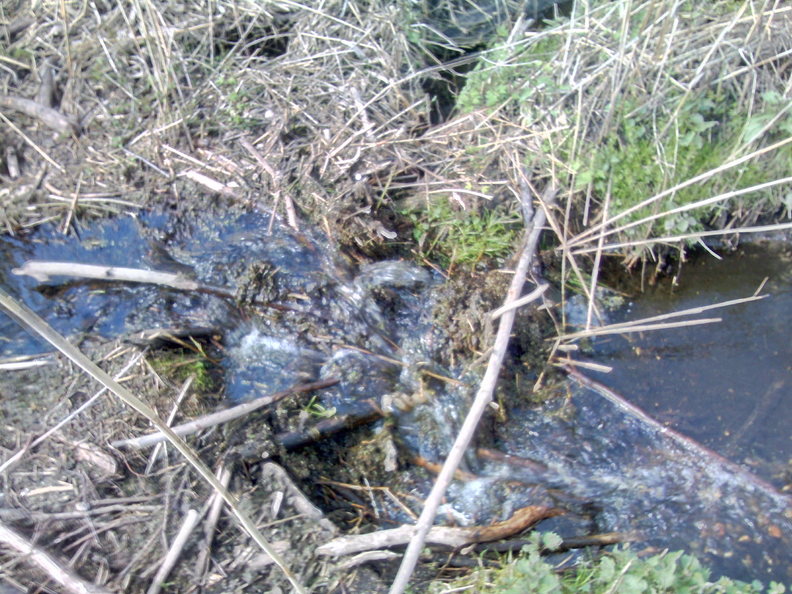 A few beaver dams. - My, Beavers, Nature, The photo, Longpost, Republic of Belarus