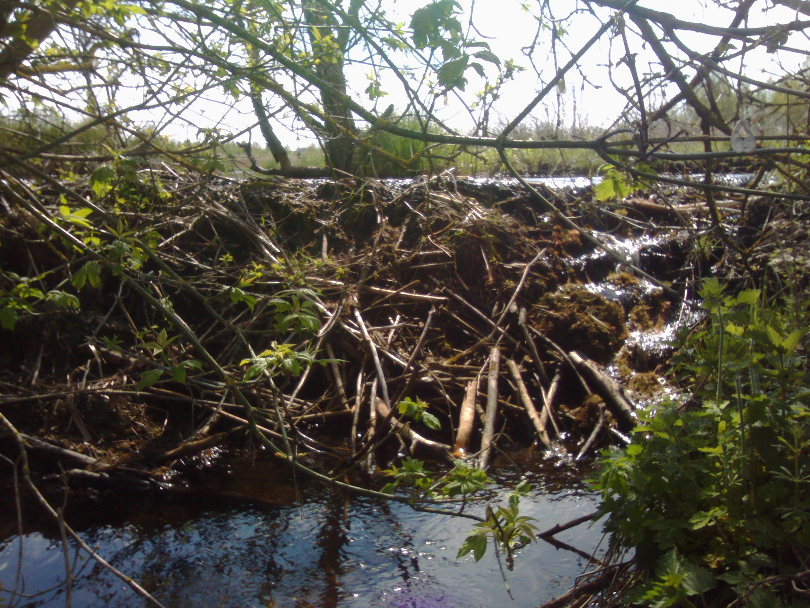 A few beaver dams. - My, Beavers, Nature, The photo, Longpost, Republic of Belarus