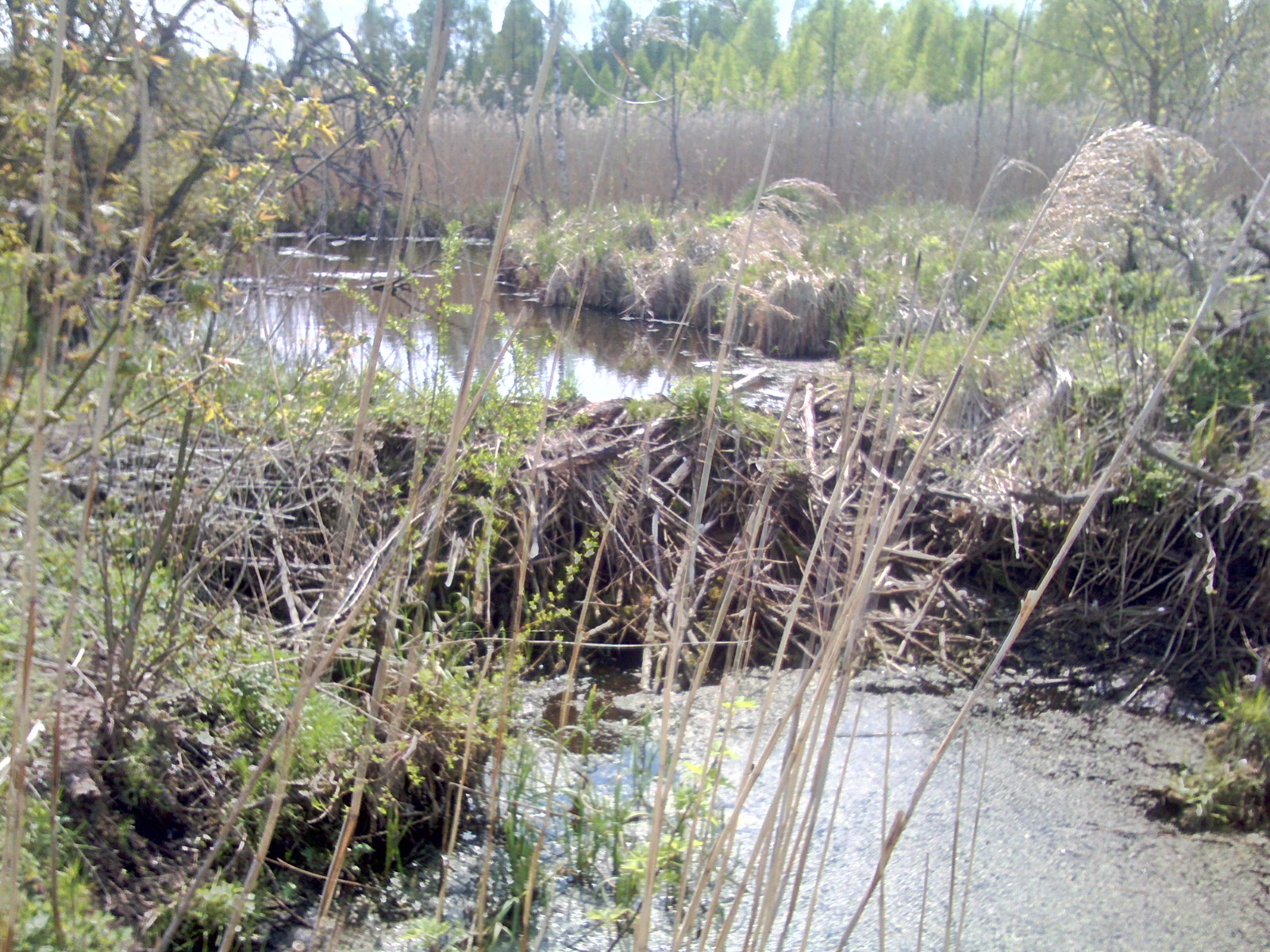 A few beaver dams. - My, Beavers, Nature, The photo, Longpost, Republic of Belarus