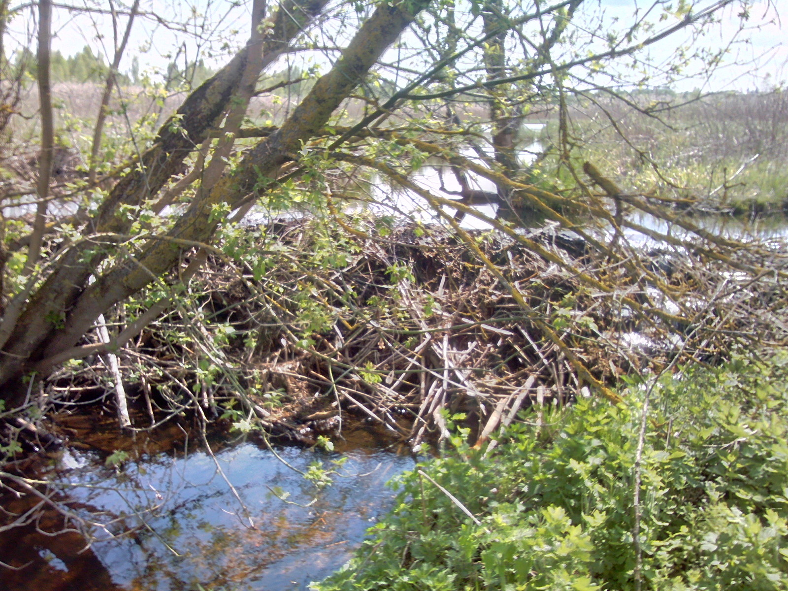 A few beaver dams. - My, Beavers, Nature, The photo, Longpost, Republic of Belarus