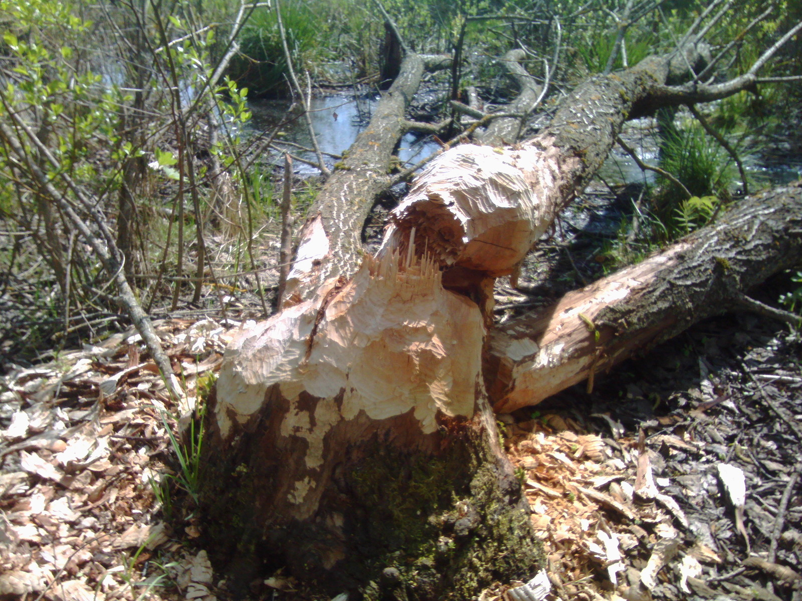 A few beaver dams. - My, Beavers, Nature, The photo, Longpost, Republic of Belarus