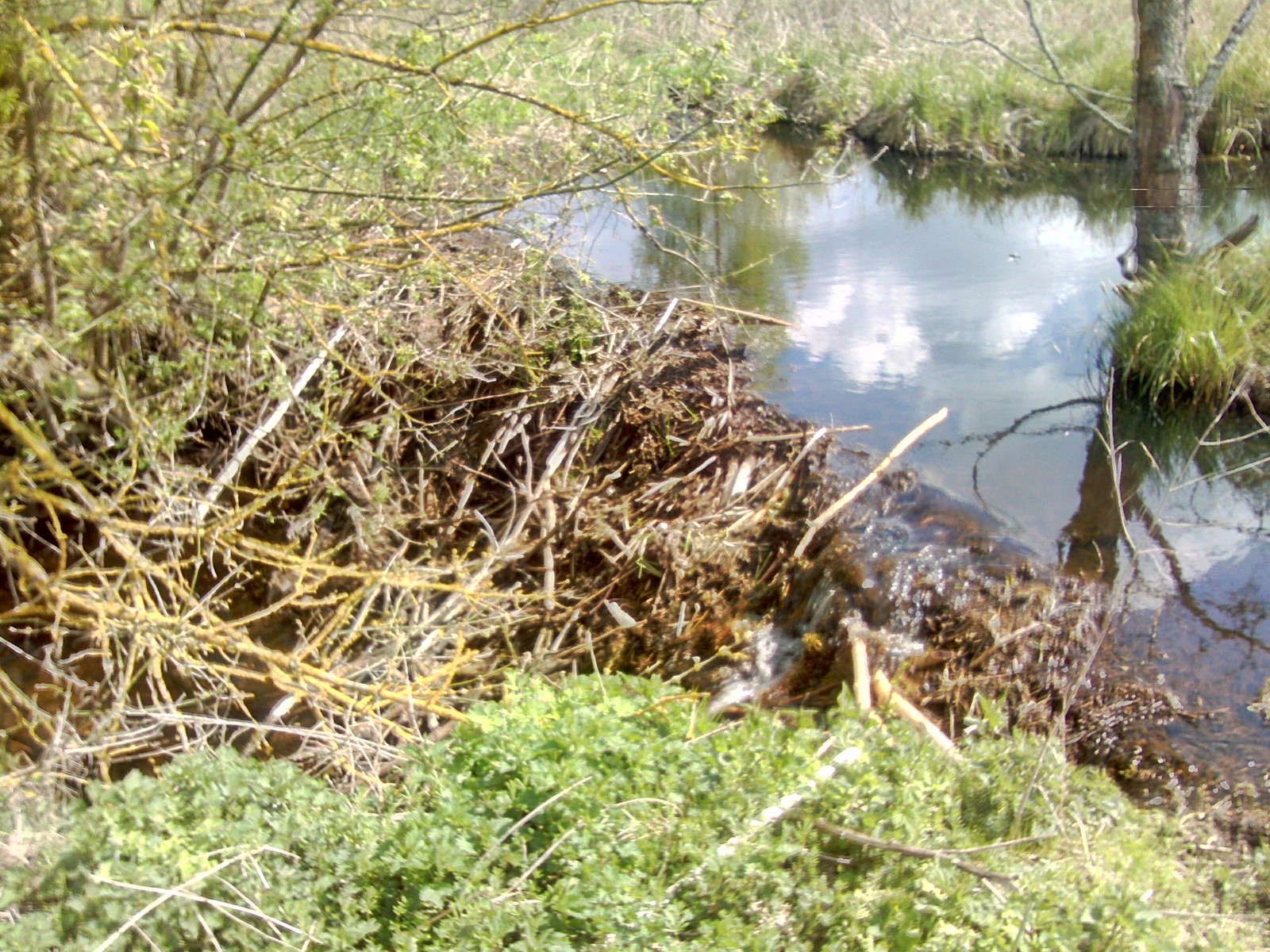 A few beaver dams. - My, Beavers, Nature, The photo, Longpost, Republic of Belarus