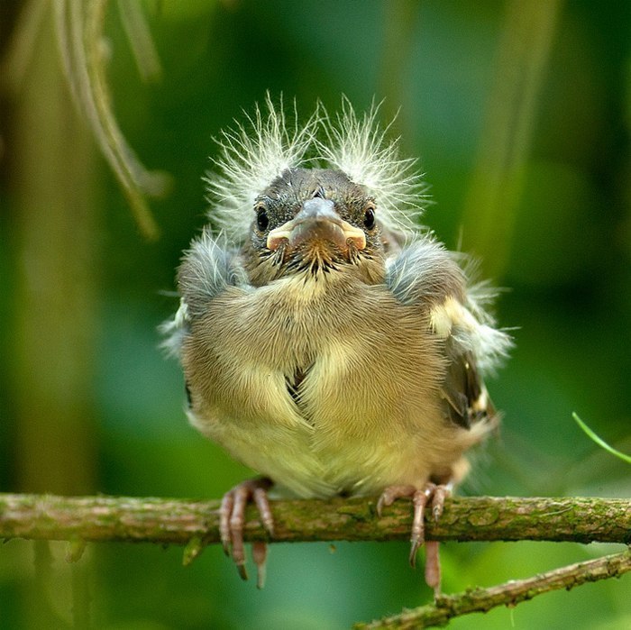 Downy - Birds, Fluff, Milota, Chirp