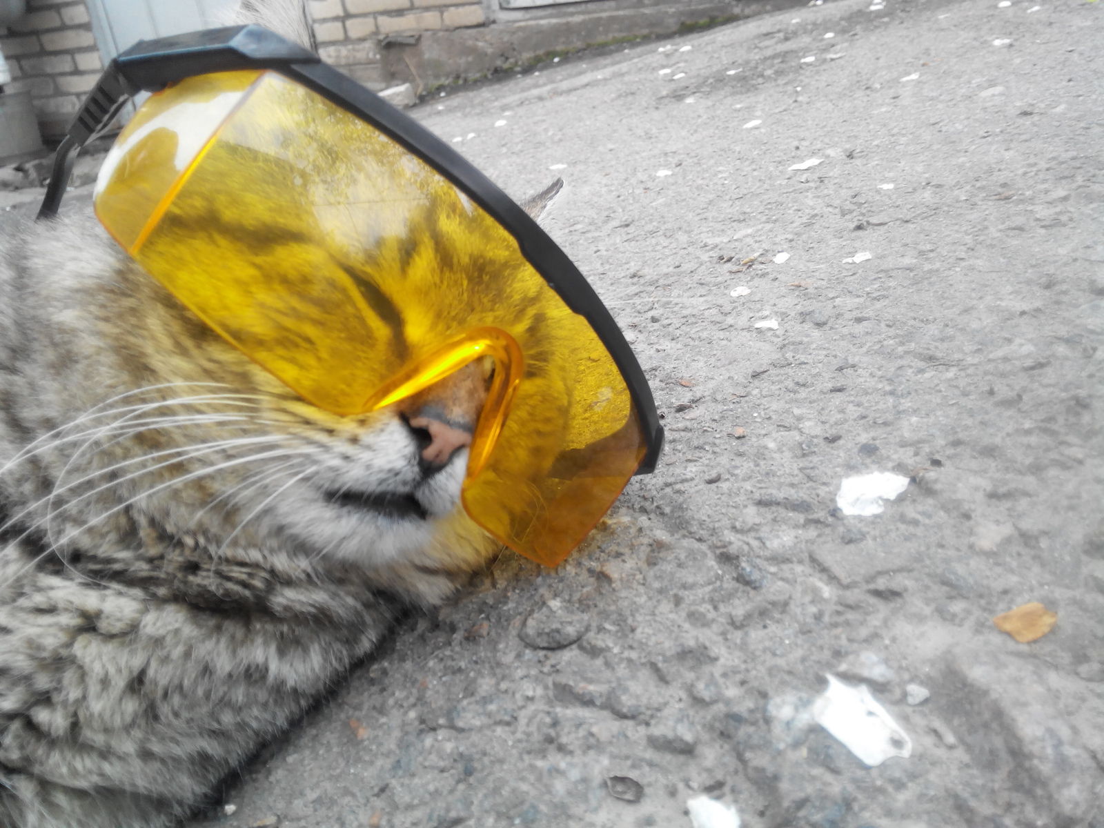 Just a cat with glasses - My, cat, Tiger, Glasses