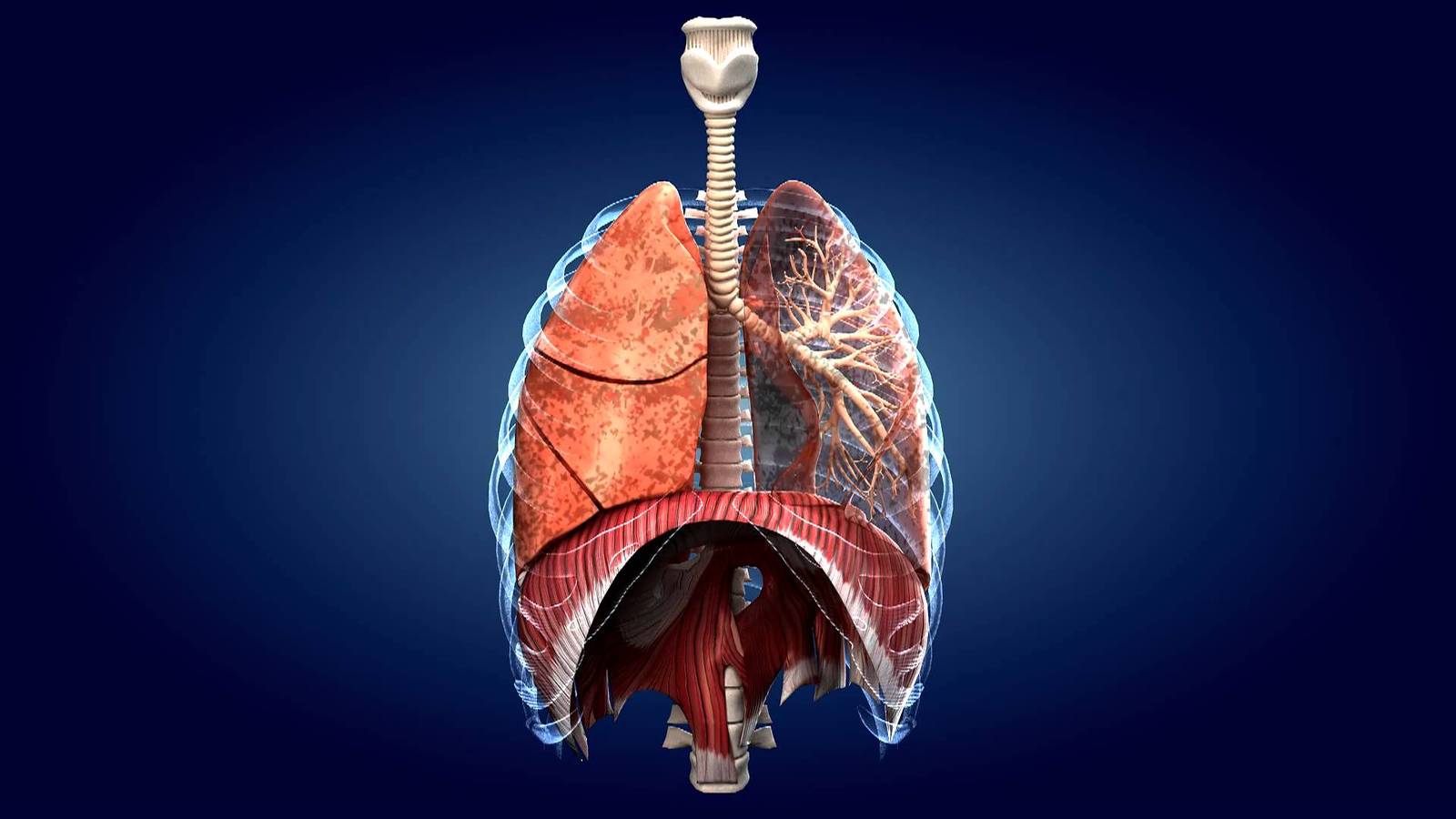 Breath. Physiology. Mechanics. What is it and how does it work? Part 1. - My, Breath, Physiology, , Lung, Longpost, Ventilation, 