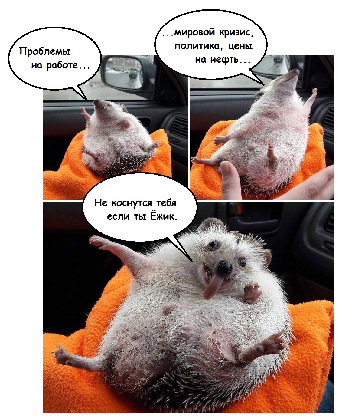 Recipe for happiness... - Hedgehog, No problem, Comics