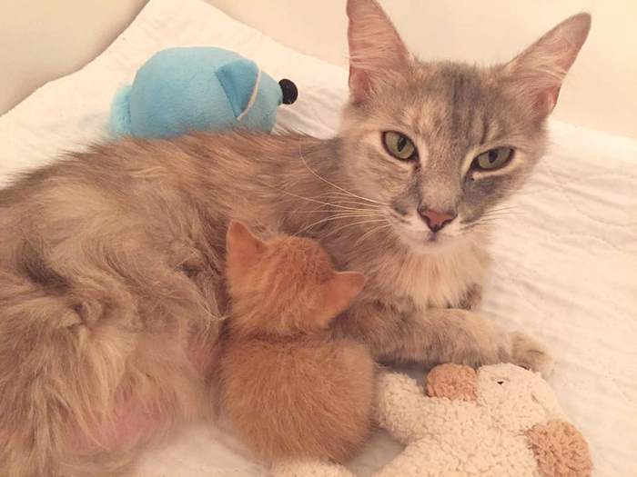 Mom-cat, who lost her kittens, adopted a ginger orphan kitten) - cat, Kindness, GIF, Longpost