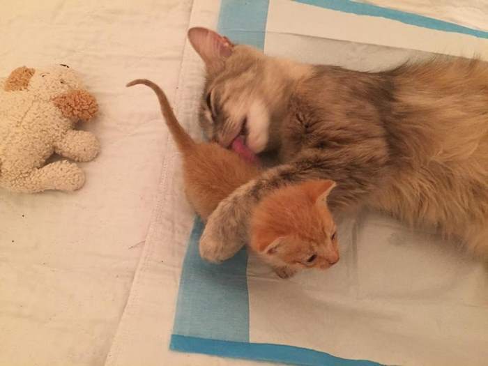 Mom-cat, who lost her kittens, adopted a ginger orphan kitten) - cat, Kindness, GIF, Longpost