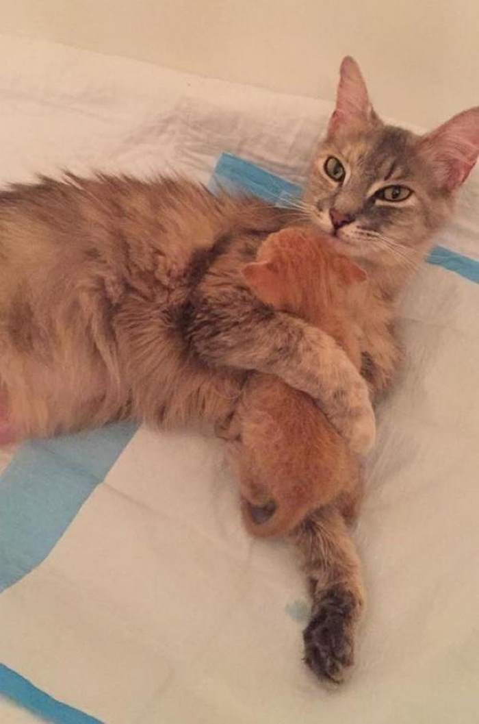 Mom-cat, who lost her kittens, adopted a ginger orphan kitten) - cat, Kindness, GIF, Longpost