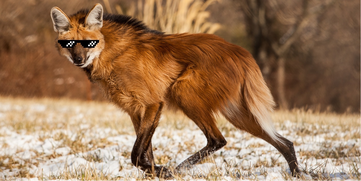 Aguarachai - My, Interesting, Animals, Informative, Maned Wolf, Longpost