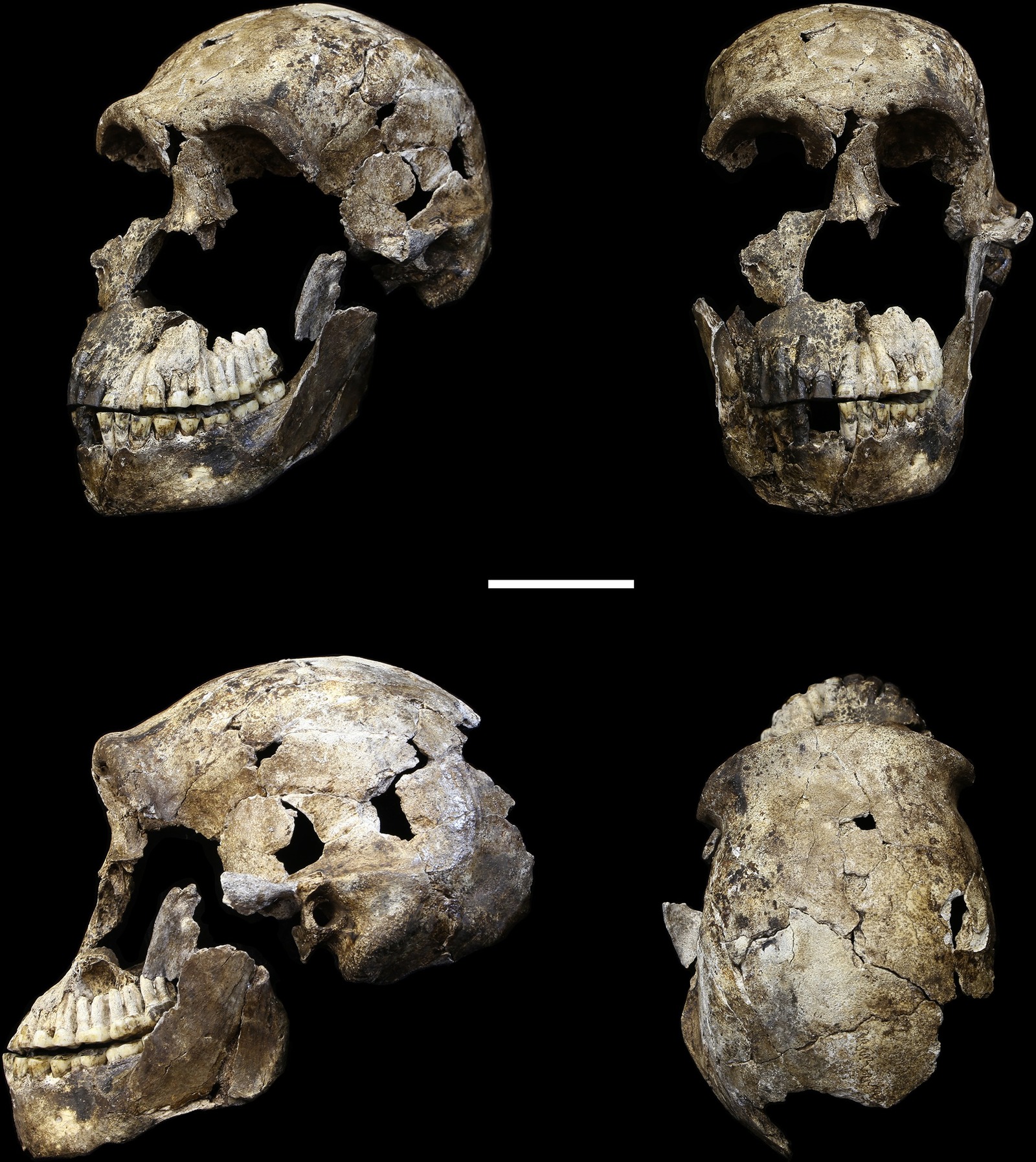 Леседи – новые наледи - Антропогенез, Антропогенез ру, Homo naledi, Ли Бергер, Наука, Длиннопост