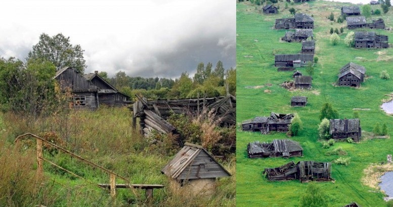 Волки на улицах деревень - Животные, Деревня, Жизнь